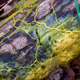 Physarum polycephalum.